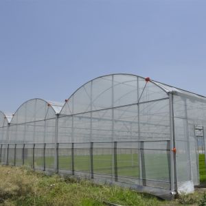 Polyethylene Plastic Film Multi Span Greenhouse With Automatic Water Irrigation
