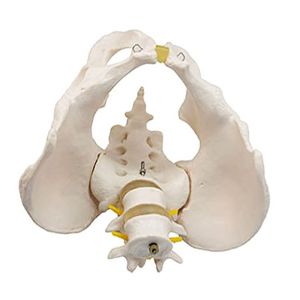 Medical Teaching Pvc Pelvis Anatomy Model With 2pcs Lumbar Vertebrae