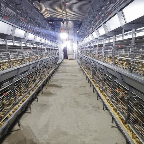 Buy 3/4 Tier Battery Chicken Breeding Cages , Zn-Al Steel Poultry Raising Equipment at wholesale prices