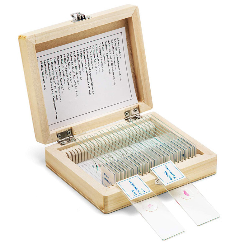 Basic Histology Histological Prepared Glass Slides Microscope Tissue Specimen