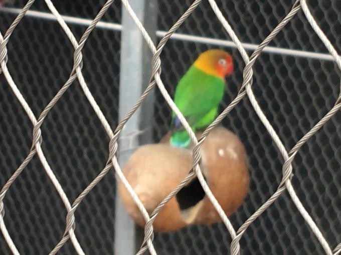 Quality Lightweight Stainless Steel Aviary Mesh Plain Weave Without Toxic Material for sale