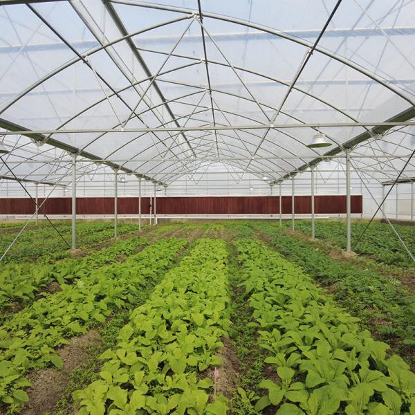 Buy Durable Aluminum Alloy Skeleton Tropical Poly Tunnel Film Sawtooth Greenhouse at wholesale prices