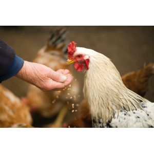 Amino Acid Protein Chromium Poultry Livestock Nutrients Polypeptide Chromium