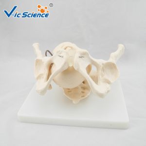 Educational Anatomical Skeleton Model VIC-127 Birth Demonstration Model Medical