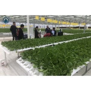 NFT Hydroponic Pipe And Pipeline System For Efficient Vegetable Cultivation