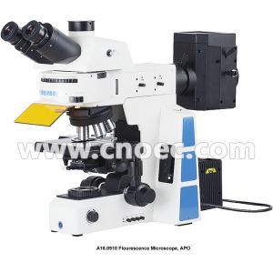 Trinocular Infinity Optical Fluorescence Microscope With Halogen Lamp