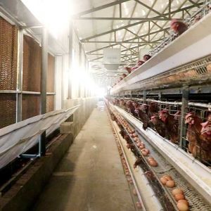 A Type Layer Poultry Chicken Cage System Hot Galvanized Q235 Steel Wire Material