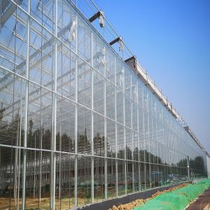 Simple Constructure Commercial Glass Greenhouse With Galvanized Steel Screws /