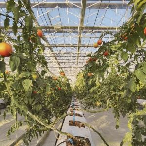 Customized Request Glass Greenhouse with Flower System and Customized Roofing