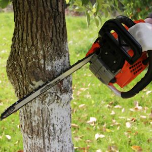 Best 52cc Chain Saw Handheld Wood Cutter Saw Machine Petrol