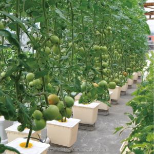 Shine Tech Greenhouse Turnkey Solution For Agricultural Tomato Hydroponics