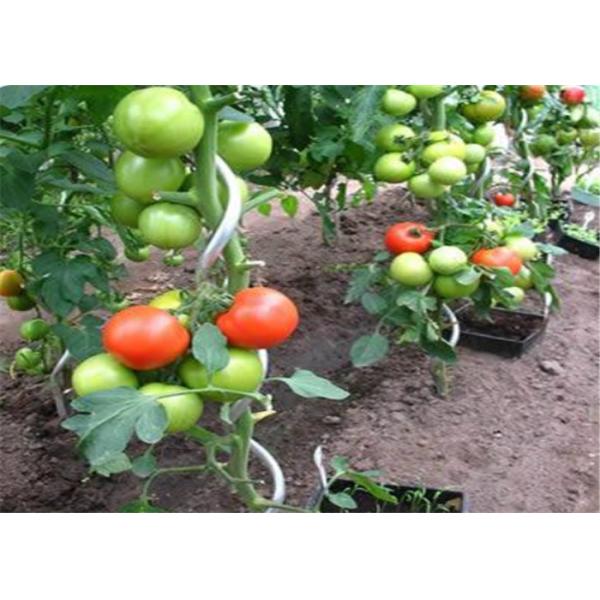 Green Power Coated 6.5mm Tomato Spiral Stakes