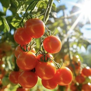 Multi Span Greenhouse Hydroponic Vegetable Growing System for Steel Structure 20