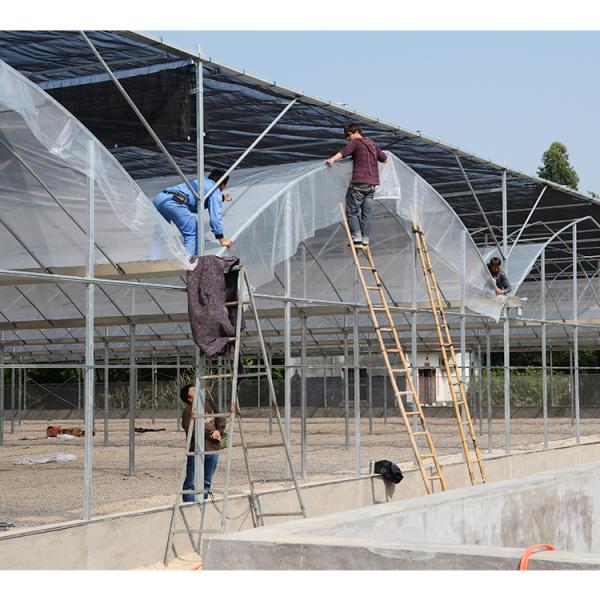 Buy No Roof Vent Agricultural Greenhouse Vegetable Growing Single Span Greenhouse at wholesale prices