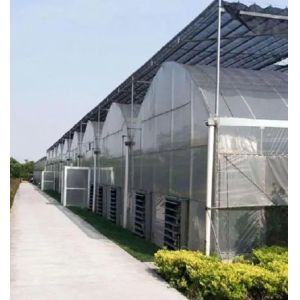 Initial Payment Large Pepper and Flower Hydroponic with Film Greenhouse Full