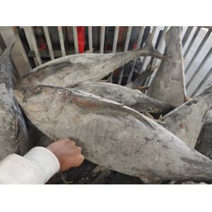 HACCP Approved 10 - 20KG Frozen Yellowfin Tuna WR