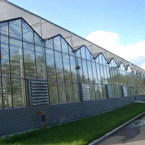 Commercial Venlo Glass Greenhouse Growing Strawberries