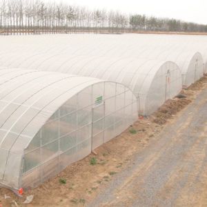 Support Occasion Selection Small Tomato Hydroponic Greenhouse with Designable