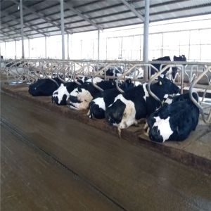 Prefabricated Steel Structure Dairy Cow Shed , Modern Metal Agricultural Sheds