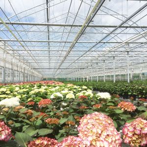 Round Tunnel Tempered Venlo Glass Greenhouse Multi Span Automatic Hydroponics