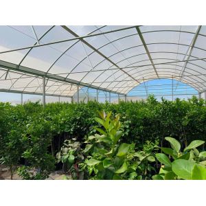Hot Dipped Galvanized Steel Multi Tunnel Greenhouse Plastic Tomato Greenhouse