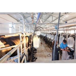 SS304 Herringbone Parlour Milking Systems Dairy Cow Equipment