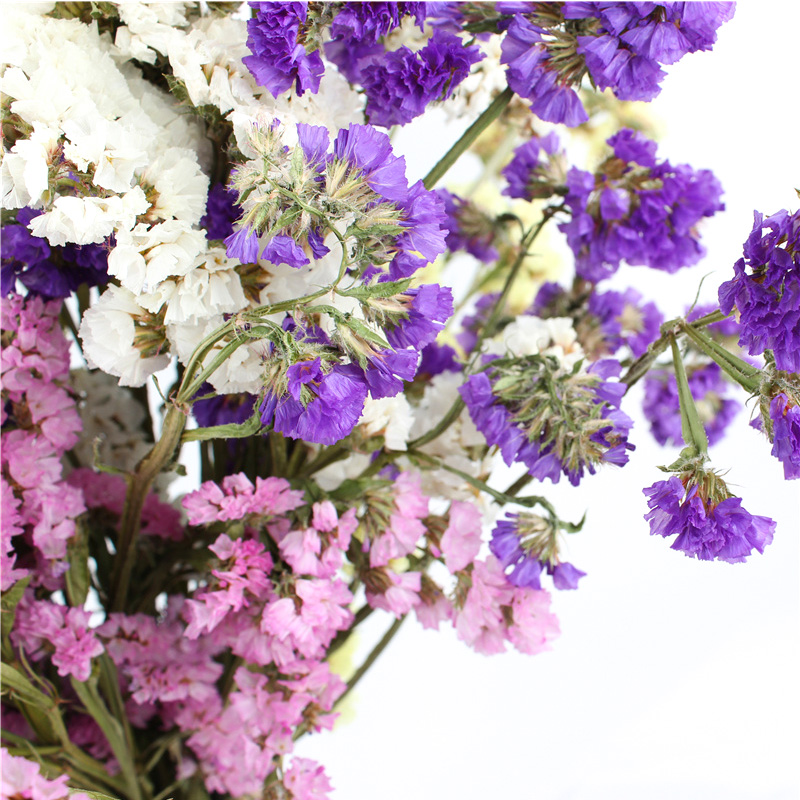 Fashion Style Beautiful Dried Flowers Statice Limonium Forget Me Not