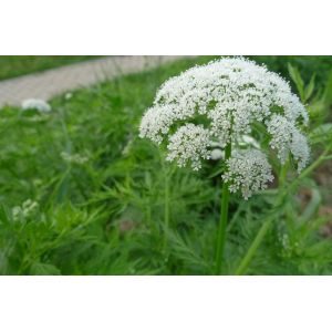 Quality Natural Osthole 20%-98% Common Cnidium fruit Extract --Rhizoma chuanxiong for sale