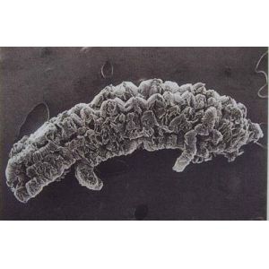 99% Carbon Plumbago Graphite Powder 300ml/G Flame Retardant