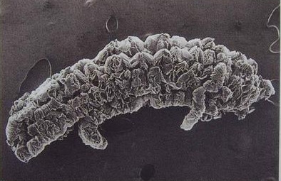 80 Mesh Expandable Graphite Powder 0.5% Moisture Exfoliated Expanded Graphite