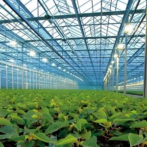 Industrial Polycarbonate Greenhouse for Herb Cultivation