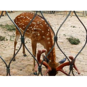 stainless steel zoo cable wire mesh