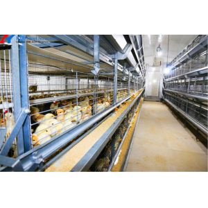 Broiler Chicken Cage Breeder Feeding System Easy Install