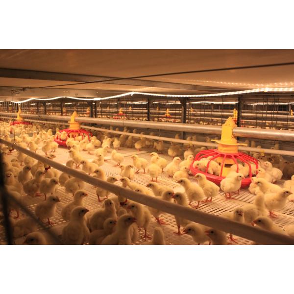 Galvanized Steel Poultry House with Gable Roof and Bolts Connection