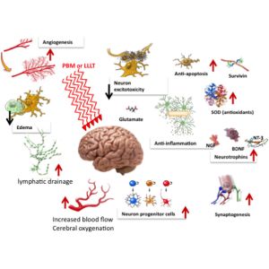 Cytochrome C LED Near Infrared Therapy PBM Brain Therapy Machine 810nm