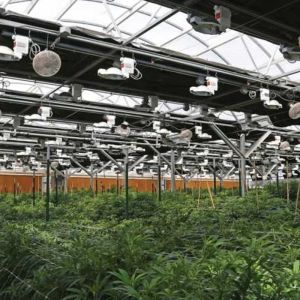 Nursery Custom 100% Blackout Light Deprivation Agricultural Mushroom Greenhouse