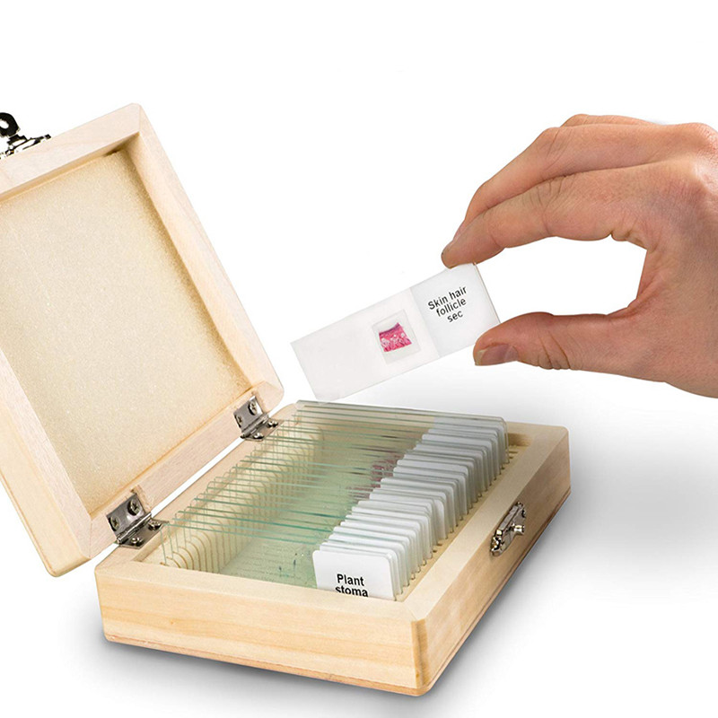 Basic Histology Histological Prepared Glass Slides Microscope Tissue Specimen