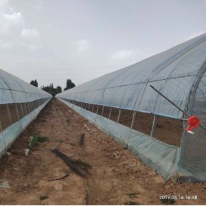 Agriculture Single Tunnel Plastic Film Greenhouse for Strawberry Planting