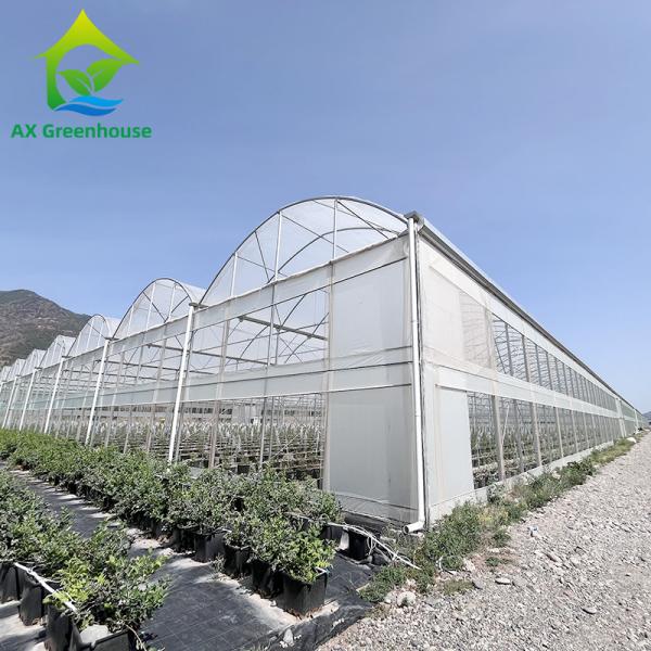 Buy Agriculture Plastic Film Polytunnel Multi-span Strawberry Greenhouse at wholesale prices