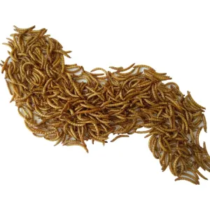 Quality 57% Protein Dried Mealworms Perfect for Your Business for sale