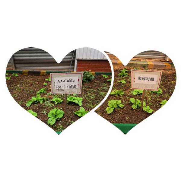 Ca Mg Amino Acid Chelate Fertilizer For Essential Amino Acids Supplement