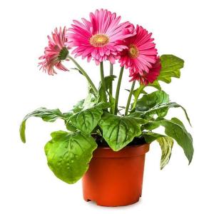 Manufactures wholesale PP plastic material flower container pots