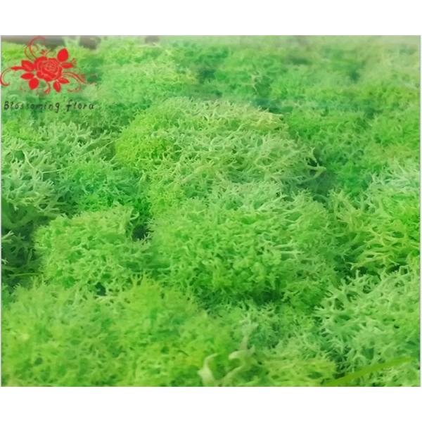 Buy Soft Touch Preserved Moss Real Fresh Moss For Wall Decoration at wholesale prices