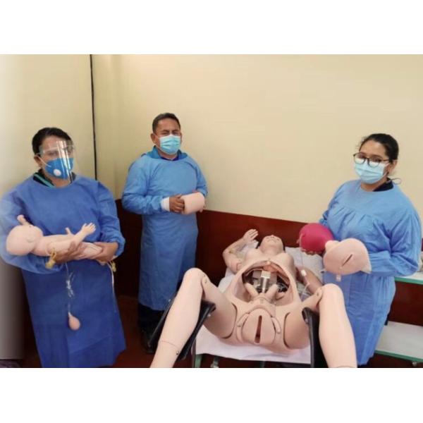 Import PVC Anatomy Mediastinum Model For Medical School Training