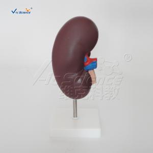 Medical Science Human Body Anatomy Model Human Kidney Model 20x10x7CM