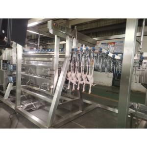 220V / 380V Chicken Slaughtering Line 500 Bph Poultry Processing Solution