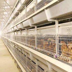 High Daylight / Ventilation Baby Chick Cage Water Adjusted Eco Friendly