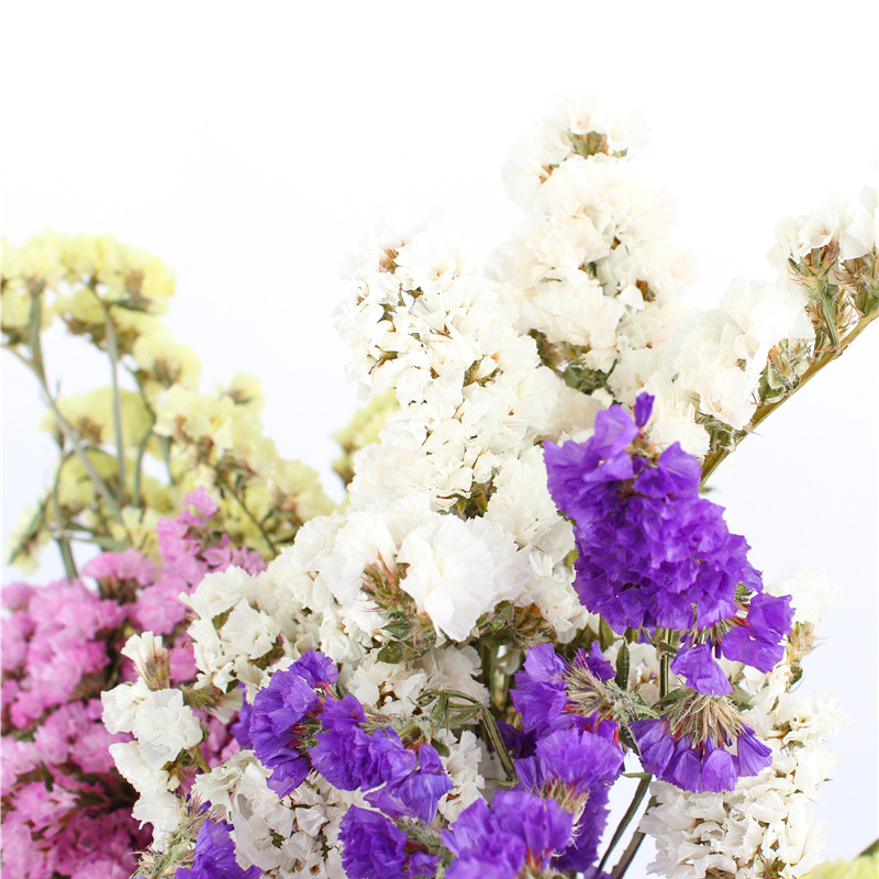 Fashion Style Beautiful Dried Flowers Statice Limonium Forget Me Not