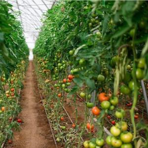 US Single-Arch Hydroponics Greenhouse for Pepper Production Package Gross Weight
