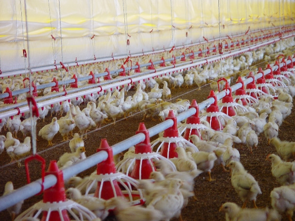 2000lbs Portable Poultry Winch For Automatic Pan Feeding System